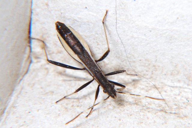 Alydidae: Micrelytra fossularum della Romagna